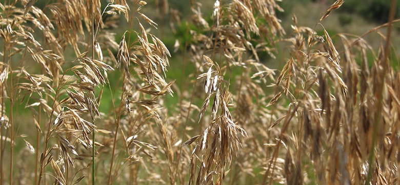 Short Grass Prairie