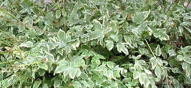 Bishop's Weed