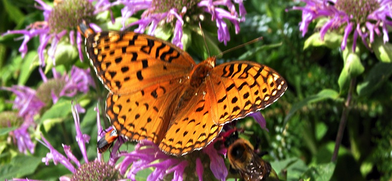 Native Pollinators