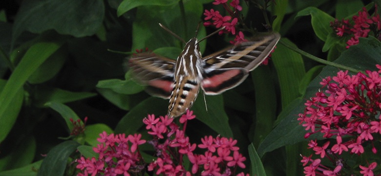 Sphinx Moth