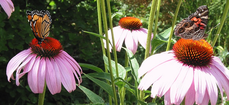 Butterflies on Echinacea 