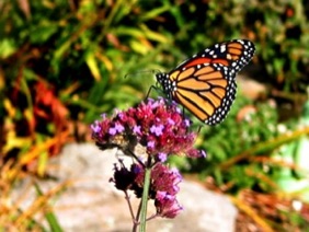 A Monarch finds the Verbena Bonariensis sweet to eat.