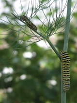 Swallowtail caterpillars are hard at work devouring the dill.