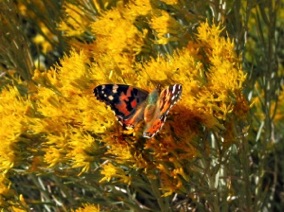 A Painted Lady finds the Rabbit Brush very enticing. 