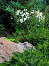 Rock and stone adds important textures and natural feel to your wildlife habitat.