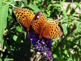 This pair of Fritillary are enjoying the Buddleia.