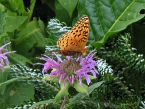 Bee Balm is very popular with Fritillary.
