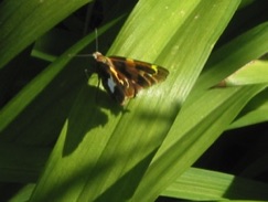 Silver Spotted Skipper resting on a Day Lilly leaf.