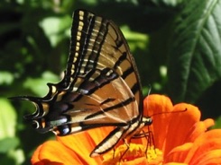 Two-Tailed Swallowtail enjoys a Zinnia.