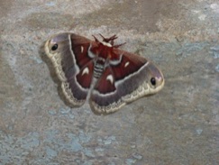 Cecropia Moth rests on a wall during the day