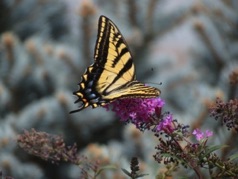 Two-Tailed Swallowtail chows down on Buddleia